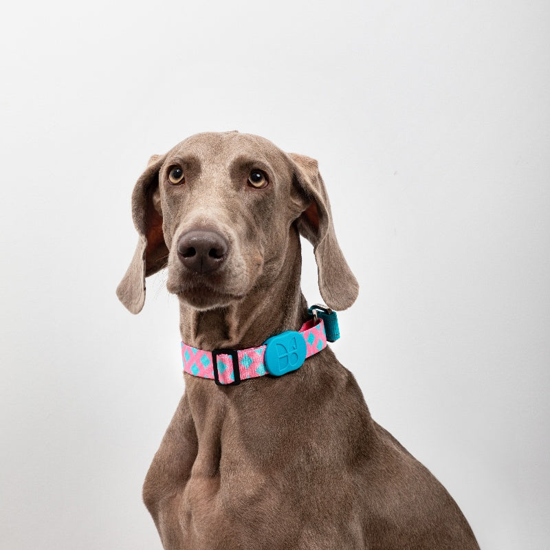 【Dogs】ColorfulPro-Half-p explosion-proof impact-resistant dog collar